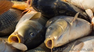 Продам живую рыбу (карп) навес 1,200-1,700 кг.т.0665060710 - <ro>Изображение</ro><ru>Изображение</ru> #2, <ru>Объявление</ru> #1523279