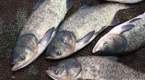 Продам живую рыбу (белый толстолобик) Доброполье т.0665060710