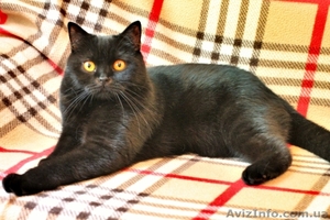 Чистокровные шотландские коты - <ro>Изображение</ro><ru>Изображение</ru> #2, <ru>Объявление</ru> #1572744