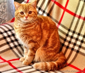 Чистокровные шотландские коты - <ro>Изображение</ro><ru>Изображение</ru> #1, <ru>Объявление</ru> #1572744