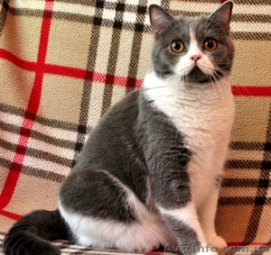 Чистокровные шотландские коты - <ro>Изображение</ro><ru>Изображение</ru> #3, <ru>Объявление</ru> #1572744
