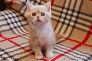 Клубные котята шотландской породы. - <ro>Изображение</ro><ru>Изображение</ru> #3, <ru>Объявление</ru> #1588694