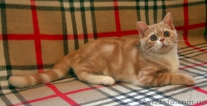 Шотландские котята от клубных производителей - <ro>Изображение</ro><ru>Изображение</ru> #2, <ru>Объявление</ru> #1600966