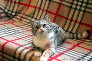 Шотландские котята от клубных производителей - <ro>Изображение</ro><ru>Изображение</ru> #1, <ru>Объявление</ru> #1600966