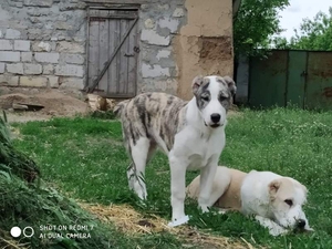 Щенки среднеазиатской овчарки возраст 4 месяца.