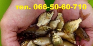 Продам малек (зарыбок) КАРПА. т.0665060710