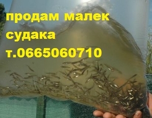 Продам малек (зарыбок) СУДАКА т.0665060710 - <ro>Изображение</ro><ru>Изображение</ru> #1, <ru>Объявление</ru> #1703495