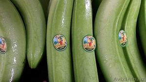 производитель бананов Эквадор - <ro>Изображение</ro><ru>Изображение</ru> #3, <ru>Объявление</ru> #481445