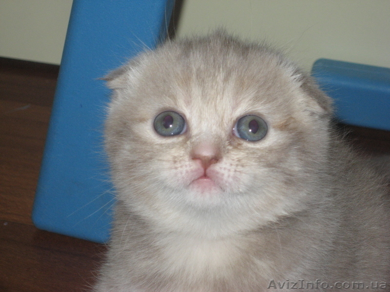 котята шотландские вислоухие/приямоухие - <ro>Изображение</ro><ru>Изображение</ru> #1, <ru>Объявление</ru> #8054