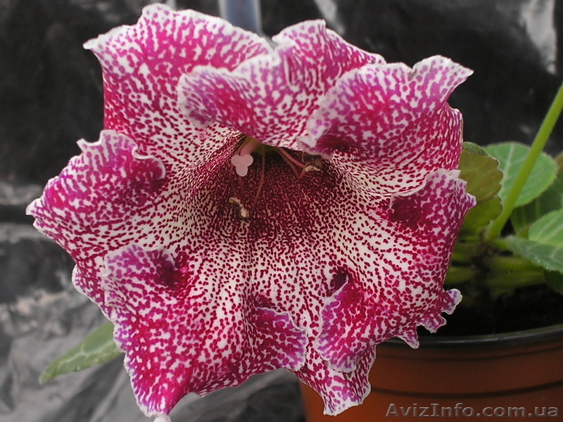 Комнатные цветы коллекционные от ELFAGOR - <ro>Изображение</ro><ru>Изображение</ru> #2, <ru>Объявление</ru> #16027