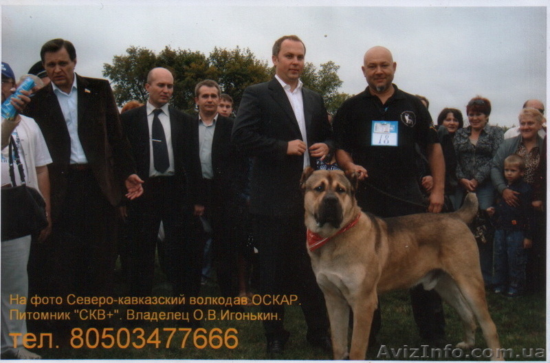 Продам Щенков Северо-Кавказского Волкодава - <ro>Изображение</ro><ru>Изображение</ru> #3, <ru>Объявление</ru> #18829