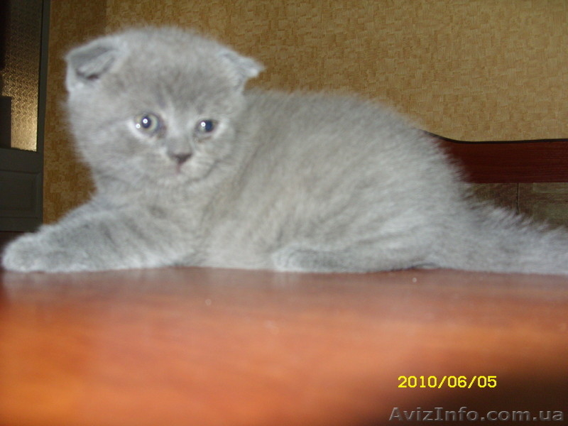 Продам шотландского котёнка - <ro>Изображение</ro><ru>Изображение</ru> #2, <ru>Объявление</ru> #45477