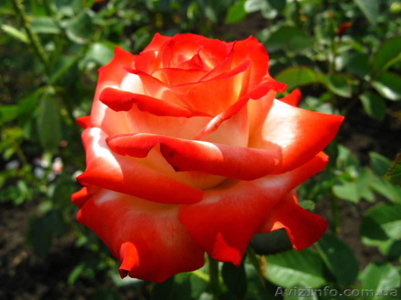 Продажа саженцев - <ro>Изображение</ro><ru>Изображение</ru> #2, <ru>Объявление</ru> #75618