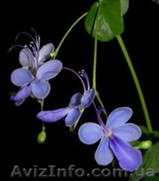 Много разных экзотических растений - <ro>Изображение</ro><ru>Изображение</ru> #2, <ru>Объявление</ru> #57835