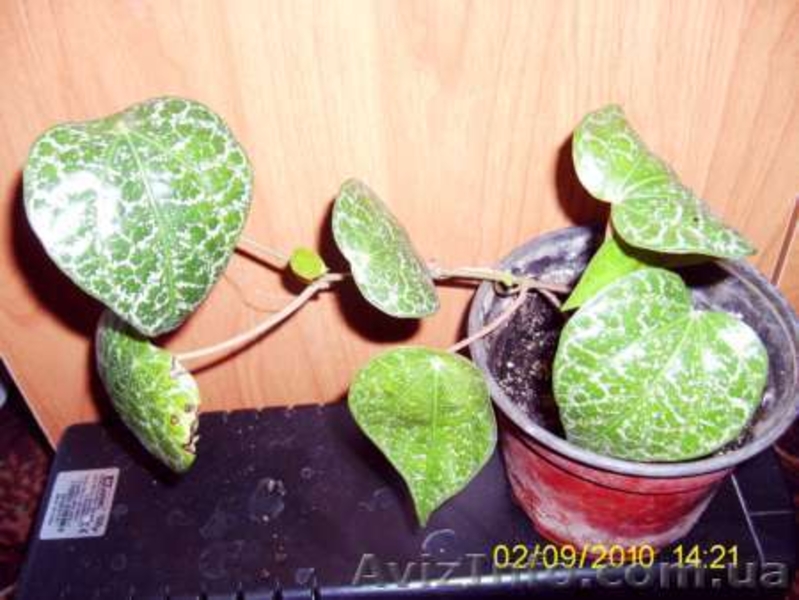 Много разных экзотических растений - <ro>Изображение</ro><ru>Изображение</ru> #5, <ru>Объявление</ru> #57835