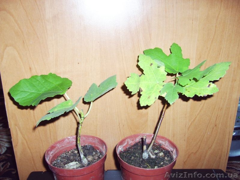 Много разных. Плодовые и красивоцветущий - <ro>Изображение</ro><ru>Изображение</ru> #4, <ru>Объявление</ru> #88390