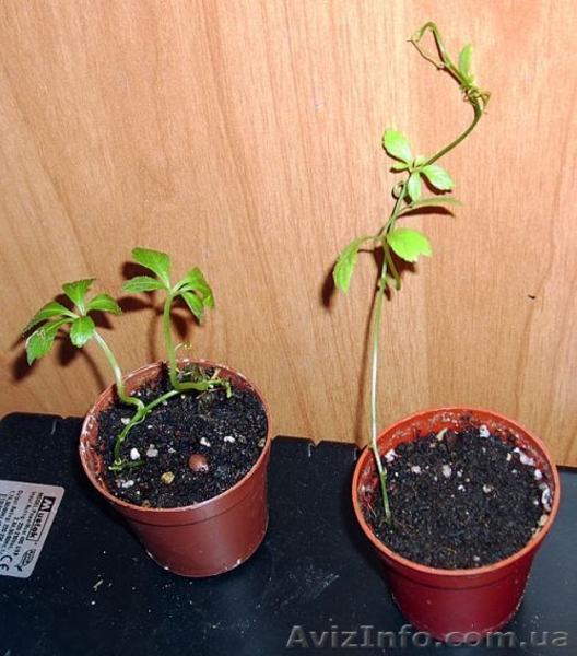 Много разных. плодовые и не только  - <ro>Изображение</ro><ru>Изображение</ru> #3, <ru>Объявление</ru> #93087