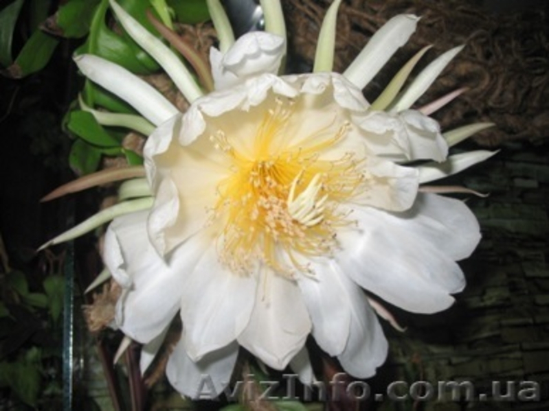 Много разных. Плодовые и красивоцветущий - <ro>Изображение</ro><ru>Изображение</ru> #2, <ru>Объявление</ru> #88390