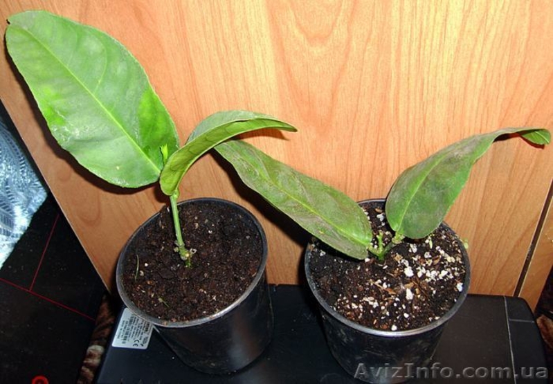 Много разных. плодовые и не только  - <ro>Изображение</ro><ru>Изображение</ru> #4, <ru>Объявление</ru> #93087