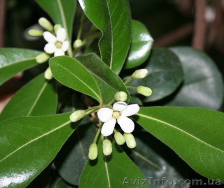 Много разных. Плодовые и красивоцветущий - <ro>Изображение</ro><ru>Изображение</ru> #3, <ru>Объявление</ru> #88390