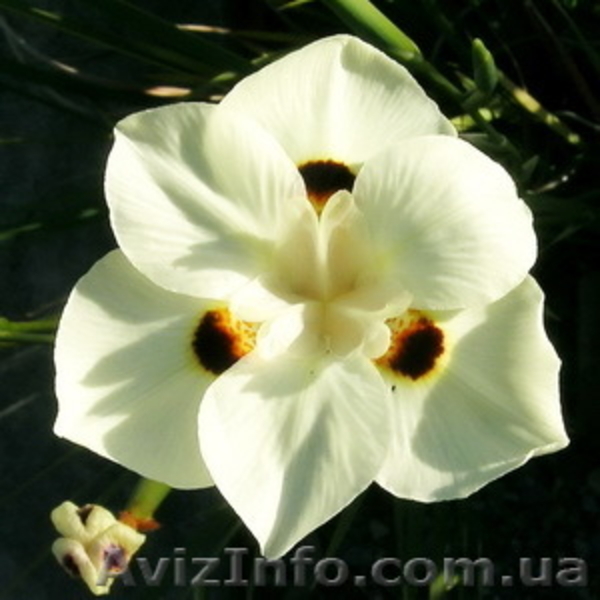 Плодовые и красивоцветущие + семена - <ro>Изображение</ro><ru>Изображение</ru> #2, <ru>Объявление</ru> #109100