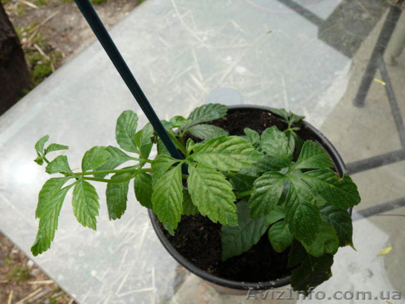 Gynostemma pentaphylla Чай Длинная жизнь или Южно Женьшень - <ro>Изображение</ro><ru>Изображение</ru> #1, <ru>Объявление</ru> #109102