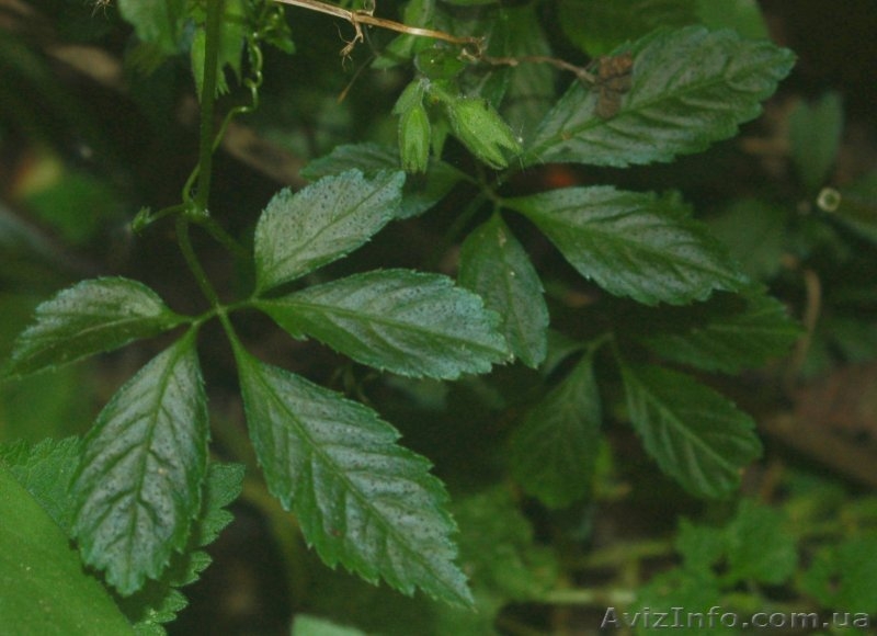 Gynostemma pentaphylla Чай Длинная жизнь или Южно Женьшень - <ro>Изображение</ro><ru>Изображение</ru> #2, <ru>Объявление</ru> #109102