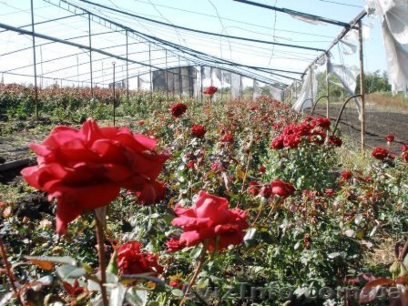 Продам фермерское хозяйство.  - <ro>Изображение</ro><ru>Изображение</ru> #1, <ru>Объявление</ru> #108315