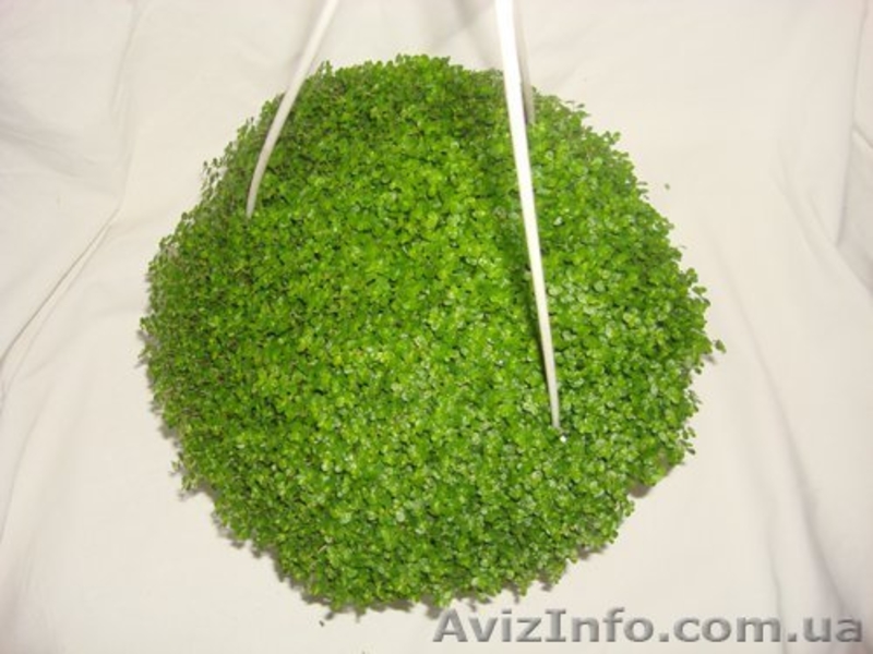 Плодовые и красивоцветущие + семена - <ro>Изображение</ro><ru>Изображение</ru> #1, <ru>Объявление</ru> #109100