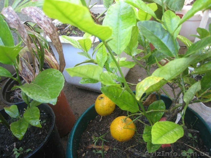 Много разных - плодовые и красивоцветущие - <ro>Изображение</ro><ru>Изображение</ru> #4, <ru>Объявление</ru> #155895