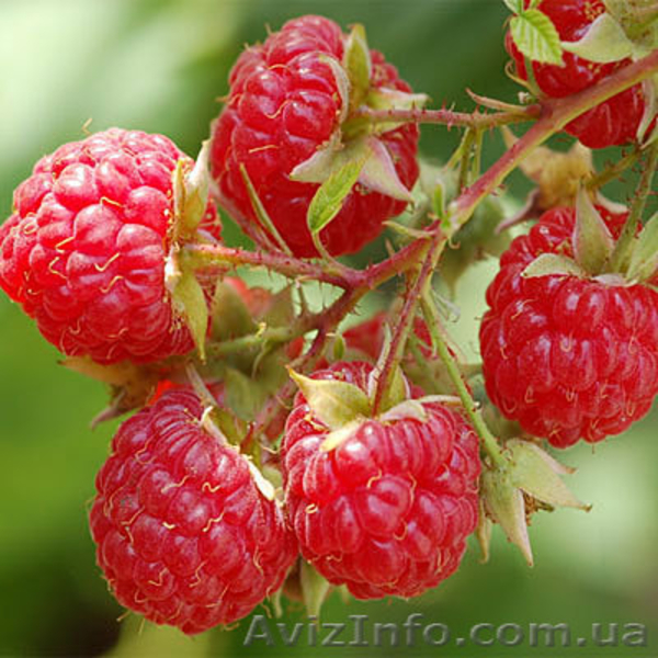 Частный плодово-ягодный питомник - <ro>Изображение</ro><ru>Изображение</ru> #3, <ru>Объявление</ru> #136491