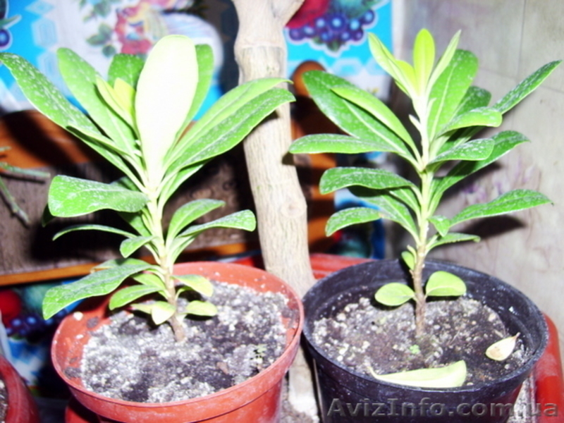 Много разных - плодовые и красивоцветущие - <ro>Изображение</ro><ru>Изображение</ru> #8, <ru>Объявление</ru> #155895