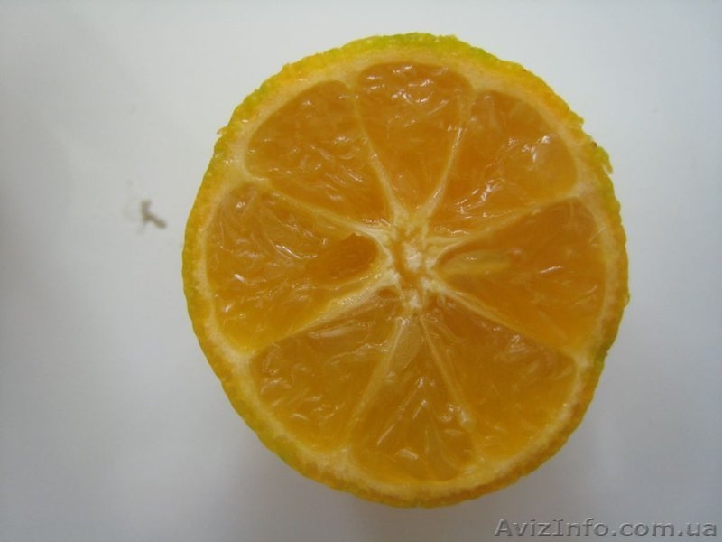 Много разных - плодовые и красивоцветущие - <ro>Изображение</ro><ru>Изображение</ru> #5, <ru>Объявление</ru> #155895