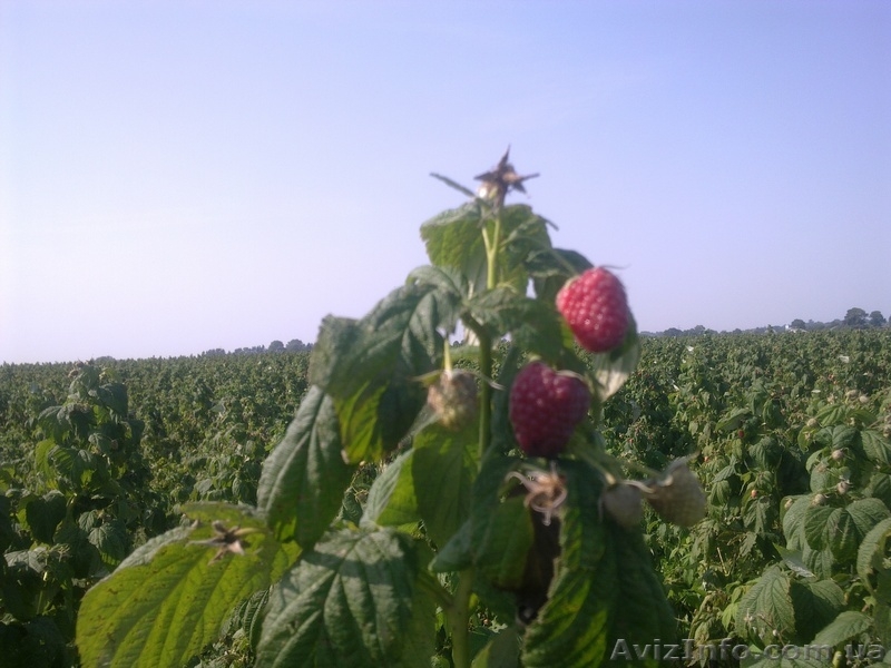  Ф.Х МАЛИНА-К.М - <ro>Изображение</ro><ru>Изображение</ru> #5, <ru>Объявление</ru> #183400