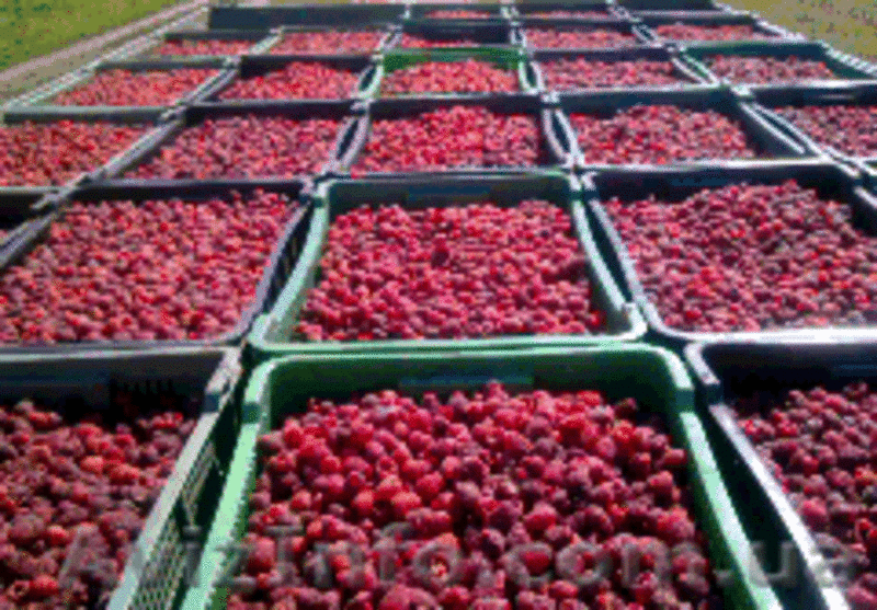  Ф.Х МАЛИНА-К.М - <ro>Изображение</ro><ru>Изображение</ru> #3, <ru>Объявление</ru> #183400