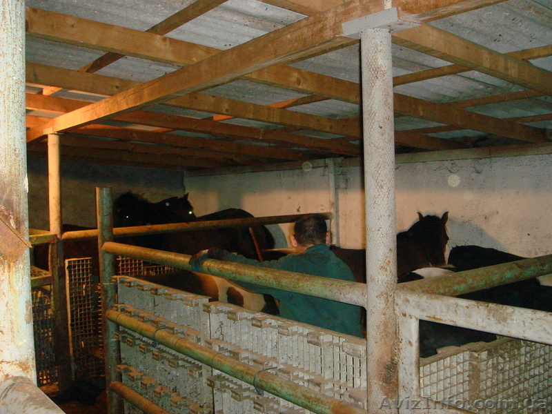 Мясоперерабатывающий комплекс (бойня) - <ro>Изображение</ro><ru>Изображение</ru> #9, <ru>Объявление</ru> #208216