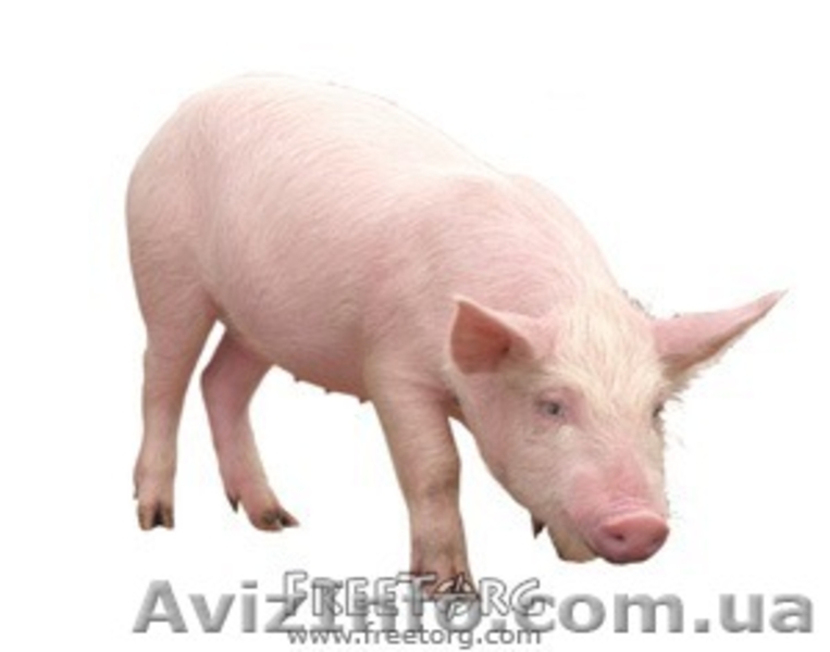 продам БВМД , премиксы , комбикорм cо склада в донецке , дост по Украи - <ro>Изображение</ro><ru>Изображение</ru> #3, <ru>Объявление</ru> #195476