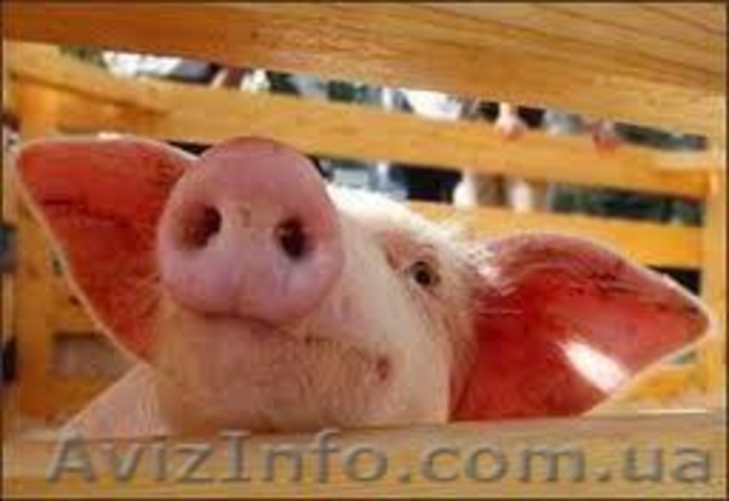 продам БВМД , премиксы , комбикорм cо склада в донецке , дост по Украи - <ro>Изображение</ro><ru>Изображение</ru> #4, <ru>Объявление</ru> #195476