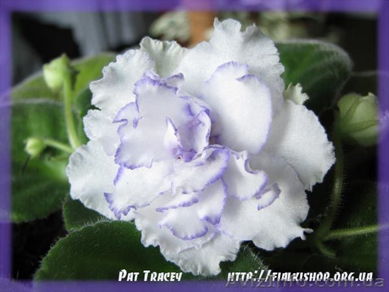 Фиалки купить, каталог фиалок, комнатные фиалки - <ro>Изображение</ro><ru>Изображение</ru> #1, <ru>Объявление</ru> #218912