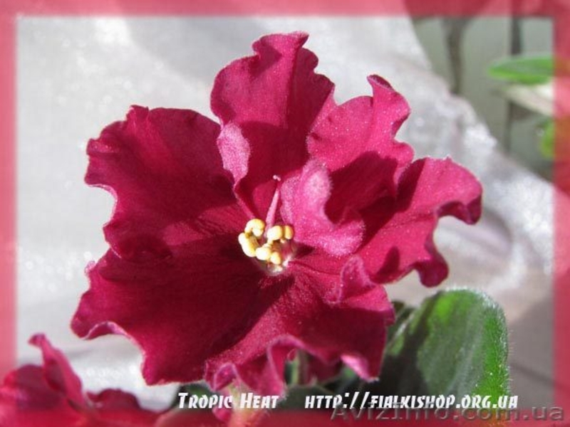 Фиалки купить, каталог фиалок, комнатные фиалки - <ro>Изображение</ro><ru>Изображение</ru> #2, <ru>Объявление</ru> #218912