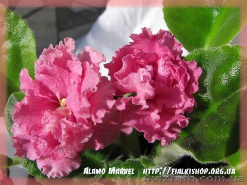 Фиалки купить, каталог фиалок, комнатные фиалки - <ro>Изображение</ro><ru>Изображение</ru> #3, <ru>Объявление</ru> #218912