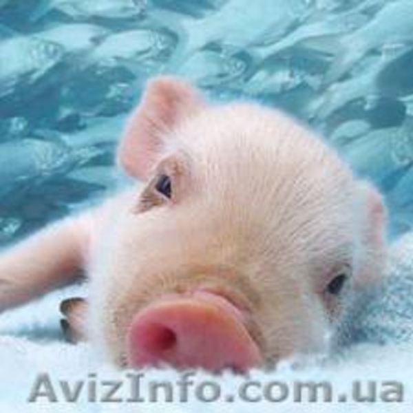 продам предстартовый комбикорм 9грн/кг - <ro>Изображение</ro><ru>Изображение</ru> #2, <ru>Объявление</ru> #233914