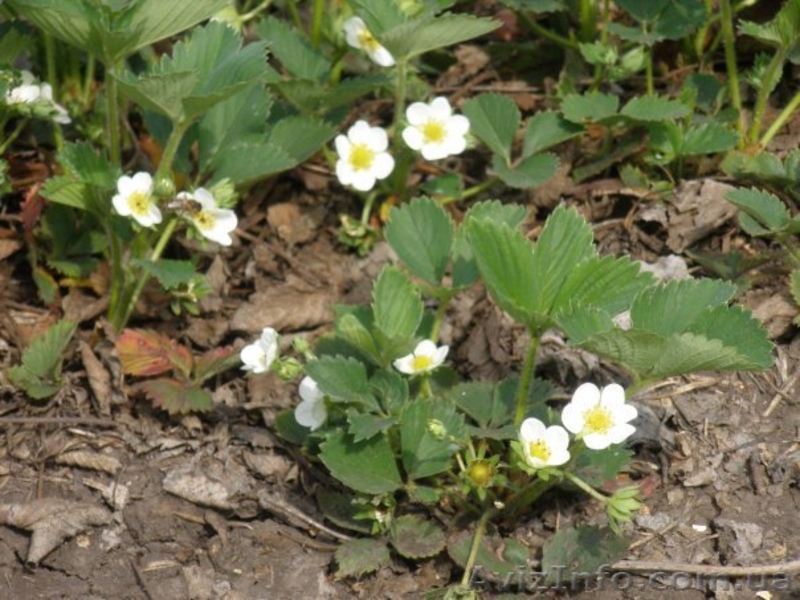 Дача (дачный домик с земельным участком - 6 соток) - <ro>Изображение</ro><ru>Изображение</ru> #4, <ru>Объявление</ru> #221090