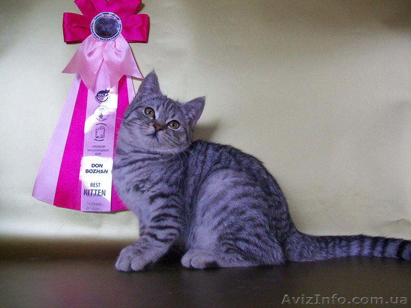 Скоттиш-страйт ШОУ класса: BEST KITTEN! - <ro>Изображение</ro><ru>Изображение</ru> #2, <ru>Объявление</ru> #294946