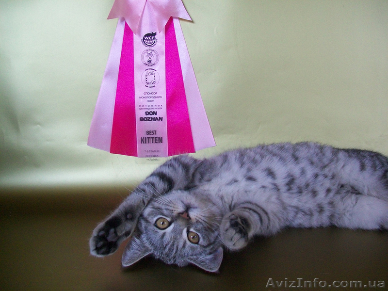 Скоттиш-страйт ШОУ класса: BEST KITTEN! - <ro>Изображение</ro><ru>Изображение</ru> #3, <ru>Объявление</ru> #294946