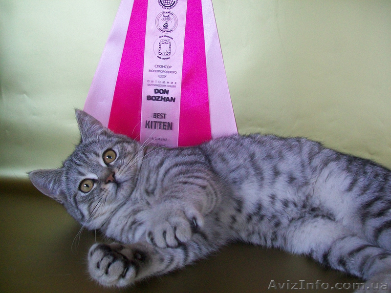 Скоттиш-страйт ШОУ класса: BEST KITTEN! - <ro>Изображение</ro><ru>Изображение</ru> #1, <ru>Объявление</ru> #294946