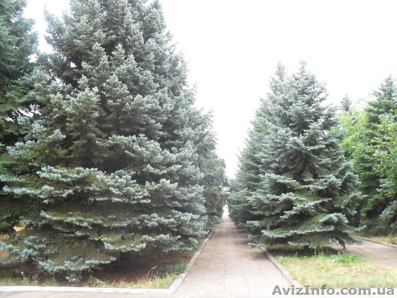 Продаётся база отдыха на берегу Азовского моря Новоазовского района - <ro>Изображение</ro><ru>Изображение</ru> #3, <ru>Объявление</ru> #394332