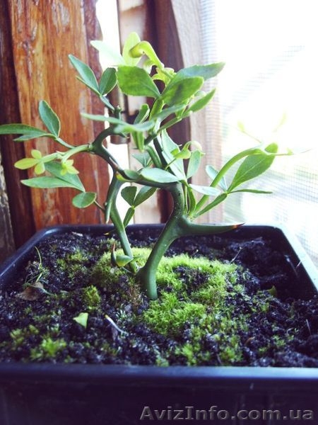 Лимоны, другие плодовые и лекарственные растения  - <ro>Изображение</ro><ru>Изображение</ru> #2, <ru>Объявление</ru> #369447