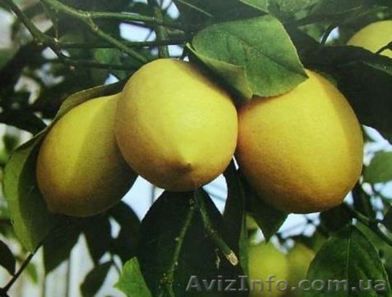 Лимоны, другие плодовые и лекарственные растения  - <ro>Изображение</ro><ru>Изображение</ru> #5, <ru>Объявление</ru> #369447