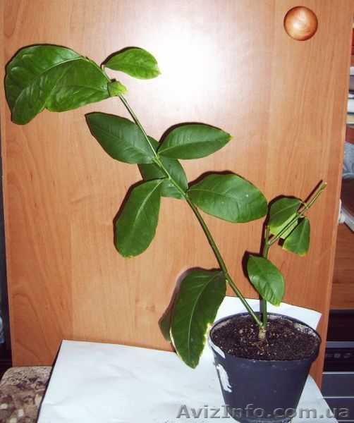 Лимоны, другие плодовые и лекарственные растения  - <ro>Изображение</ro><ru>Изображение</ru> #6, <ru>Объявление</ru> #369447